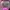 Adidas ADH1891 Candy Hot Pink  photo 6