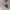 Adidas ADH1891 Candy Hot Pink  photo 1