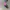 Adidas ADH1891 Candy Hot Pink 