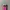 Adidas ADH1891 Candy Hot Pink  photo 4