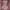 Burberry blue label midi dress novacheck photo 1