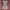 Burberry Blue Label Midi Dress Novacheck