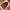 Puffer Vest Maroon Japan Market photo 3