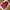 Puffer Vest Maroon Japan Market photo 4