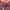 ADIDAS leopard crewneck (KIDS/unisex/3-4 yrs) photo 4