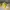 Nike Air Jordan 1 Low Yellow photo 1
