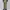 MUSINSA STANDAR TWO TUCK WIDE CHINO PANTS