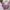 Streetwear Minimalist Crop top Wanita pink photo 5