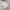 Jacket winter parka corduroy X puffer  revesible regem bogen photo 5