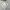 Jacket Winter Parka Corduroy X Puffer  Revesible Regem Bogen