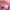 H&m Short Jeans Celana Pendek Pink