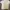 Casual Polo shirt Pria white photo 1