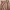 Casual Culotte Wanita brown photo 2