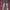 Y2k Just cavali flare jeans photo 2