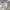 AVIREX short cargo pants photo 6