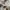 UNIQLO short cargo pants baggy photo 5