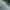 sukajan koi photo 6