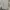 LEVIS short cargo pants hickory photo 3