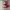 converse 70s red/white photo 1
