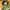Levi’s green parka military jacket photo 7