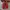 Vans Velcro Red Japan Market photo 3