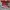 Vans Velcro Red Japan Market