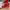 Converse Red X The Flash photo 6
