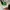 vans authentic anaheim photo 6