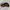 Nascar GoDaddy Hat by Chase photo 4