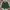 Celana Pendek Relax H&M Green Bottle