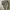 Levi's Casual Short Pria cream photo 6