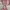 Longchamp Medium Long Handle in Petal Pink photo 1