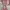 Longchamp Medium Long Handle In Petal Pink