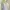 Bean Pole Ladies Baby Blue Fit Body Shirt Formal Minimalist 