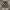 Celana Pendek Utility Gramicci Pattern photo 2