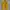 A244. ROMPI JARING WARNA KUNING SIZE XL  PRELOVED photo 1