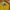 A244. ROMPI JARING WARNA KUNING SIZE XL  PRELOVED photo 2