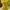 Blouse Kuning photo 1