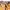 Work Jacket Cambridge University Gold Authentic photo 6