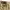 Nike Streetwear Sportswear Short Pria tan photo 3