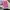 Vintage Y2K Wanita Pink