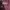 Dickies Casual Sweater Pria Burgundy