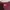 Dickies Casual Sweater Pria burgundy photo 2