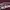 Dickies Casual Sweater Pria burgundy photo 3