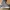 Adidas Sportswear Sneakers Pria gray photo 2