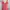 Paper Salad Red Floral Dotted Print V Neck Midi Dress photo 3