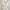 Cream Sheer Floral Print Midi Dress Nightdress Nightwear photo 4