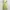 Green Floral Brown Lace Boho Pleated Sundress Spaghetti Stra