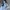 Shortpants Jorts Genuine Dickies Cell Pocket Second Original photo 4