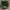 SSUR*PLUS - Woodland Camouflage Bucket hat photo 5